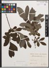 Foto von Salix cinerea L.